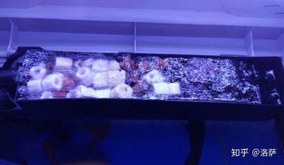 觀賞魚專用鹽有毒嗎知乎（水族館經(jīng)濟與營銷策略水族館經(jīng)濟與營銷策略水族館） 翡翠鳳凰魚 第3張