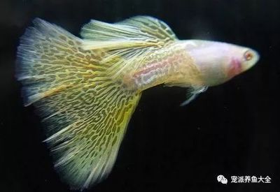 白子孔雀魚（白子孔雀魚的特征和繁殖方法）