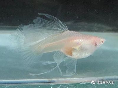 白子孔雀魚（白子孔雀魚的特征和繁殖方法）