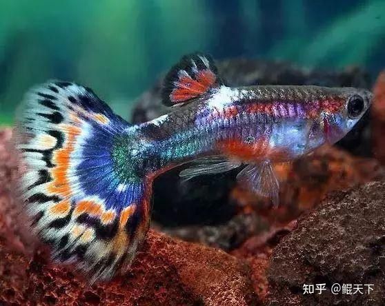 白子孔雀魚（白子孔雀魚的特征和繁殖方法）