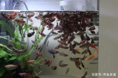 繁殖觀賞魚(yú)品種（觀賞魚(yú)的繁殖方式） 水族周邊 第3張