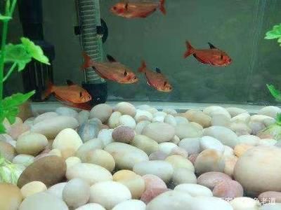 繁殖觀賞魚(yú)品種（觀賞魚(yú)的繁殖方式） 水族周邊 第1張