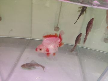 剛買的觀賞魚能退換嗎（新手如何選購(gòu)觀賞魚） 廣州祥龍國(guó)際水族貿(mào)易 第1張