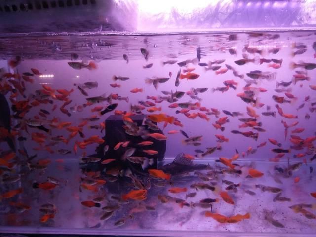 北方養(yǎng)的小型觀賞魚品種（北方觀賞魚的繁殖技巧在北方養(yǎng)殖觀賞魚的繁殖方法） 金老虎魚 第3張