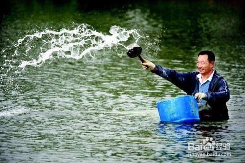 戶外觀賞魚池帶魚消毒多久（戶外觀賞魚池如何消毒） 黃金貓魚 第2張