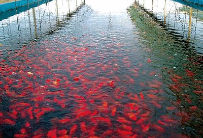 湖北地區(qū)適合養(yǎng)什么觀賞魚類（湖北觀賞魚適合在湖北地區(qū)養(yǎng)殖的觀賞魚類與特點]） 白化火箭魚 第3張