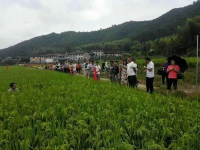 赤荔鳳冠魚產(chǎn)地是哪（赤荔鳳冠魚是一種熱帶觀賞魚） 觀賞魚企業(yè)目錄 第3張