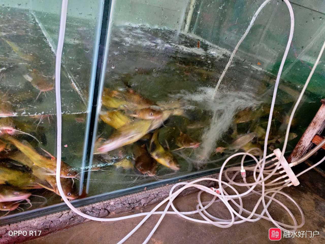 觀賞魚(yú)店的市場(chǎng)變化趨勢(shì)是什么（觀賞魚(yú)市場(chǎng)發(fā)展趨勢(shì)） 白化火箭 第3張