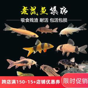 觀賞魚淘寶店鋪推薦文案搞笑幽默（淘寶上哪些店鋪的觀賞魚比較幽默幽默） 月光鴨嘴魚 第3張