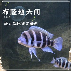 觀賞魚淘寶店鋪推薦文案搞笑幽默（淘寶上哪些店鋪的觀賞魚比較幽默幽默） 月光鴨嘴魚 第1張