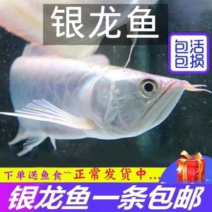 觀賞魚淘寶店鋪推薦文案搞笑幽默（淘寶上哪些店鋪的觀賞魚比較幽默幽默） 月光鴨嘴魚 第4張