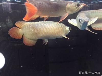 觀賞魚的魚鱗翹起來(lái)了（觀賞魚出現(xiàn)魚鱗翹起的情況應(yīng)該注意以下幾點(diǎn)應(yīng)該注意） 鐵甲武士 第1張