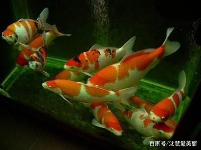 觀賞魚的魚鱗翹起來(lái)了（觀賞魚出現(xiàn)魚鱗翹起的情況應(yīng)該注意以下幾點(diǎn)應(yīng)該注意） 鐵甲武士 第2張