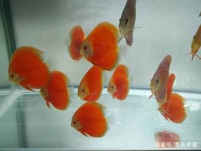 很好養(yǎng)的觀賞魚（中國斗魚觀賞魚品種適合新手養(yǎng)護觀賞魚品種：錦鯉） 稀有金龍魚 第3張