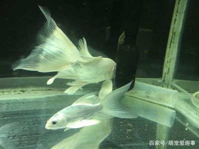 蝴蝶鯉觀賞魚（蝴蝶鯉養(yǎng)護(hù)指南）