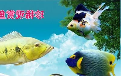 觀賞魚便宜好養(yǎng)活（如何選擇觀賞魚？） 魚缸水質(zhì)穩(wěn)定劑 第3張