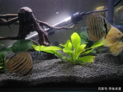 觀賞魚會不會吃小魚苗（關(guān)于觀賞魚的繁殖心理學(xué)） PH調(diào)節(jié)劑 第3張