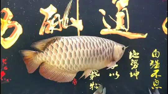 分享下我的魚(yú)（分享下我的魚(yú),祖哥評(píng)論：吃的跟豬一樣,魚(yú)）