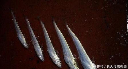 刀魚(yú)為什么這么貴（為什么刀魚(yú)的價(jià)格那么昂貴？）