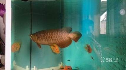 大金龍觀賞魚（大金龍觀賞魚具有極高的觀賞價(jià)值，具有極高的觀賞價(jià)值） 全國觀賞魚市場 第4張