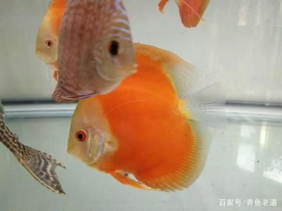 觀賞魚喂魚食應(yīng)該喂多少（喂食觀賞魚時(shí)應(yīng)注意控制喂食的量以避免過度喂食帶來的問題） 刀魚魚 第1張