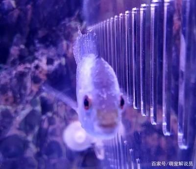 觀賞魚身上有白點怎么治療（觀賞魚白點病治療方法）