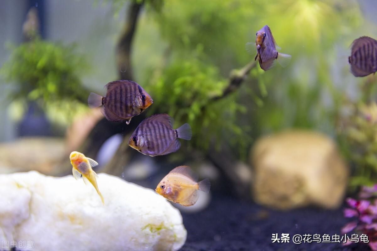 鳳尾魚缸養(yǎng)啥清理魚糞便（鳳尾魚缸清理魚缸內(nèi)的清潔魚缸內(nèi)的魚糞便的方法和建議） 黃金鴨嘴魚 第3張