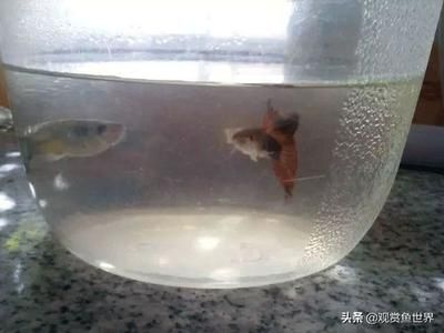 觀賞魚身上起白點怎么辦（觀賞魚身上起白點病怎么辦？） 帝王三間魚 第1張