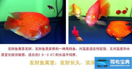 虎鯊觀賞魚 廣州祥龍國際水族貿易 第1張