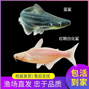 虎鯊觀賞魚 廣州祥龍國際水族貿(mào)易 第2張