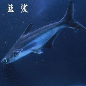 虎鯊觀賞魚 廣州祥龍國際水族貿(mào)易 第3張