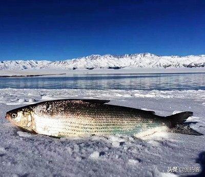 冬天養(yǎng)魚水溫多少合適（冬天養(yǎng)魚水溫的控制是一個重要的環(huán)節(jié)，養(yǎng)魚愛好者來說是一門學(xué)問）