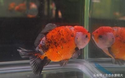 觀賞魚買回來(lái)怎樣過水呢（觀賞魚過水怎么辦） 吉印水族 第1張