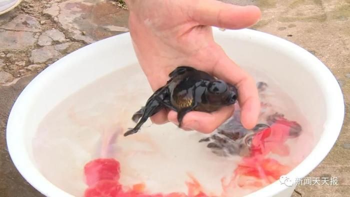 海洋館觀賞魚類養(yǎng)殖員（夢幻海洋館觀賞魚類養(yǎng)殖員漁業(yè) ） 魚缸清潔用具 第3張