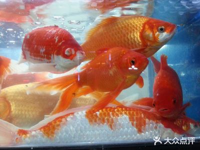 觀賞魚是什么味道（觀賞魚與食用魚的區(qū)別）