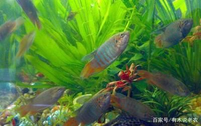 觀賞魚是什么味道（觀賞魚與食用魚的區(qū)別） 仟湖 第4張