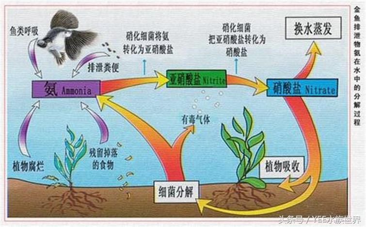 幫觀賞魚(yú)助產(chǎn)（如何幫助觀賞魚(yú)助產(chǎn)） 黑云魚(yú) 第4張