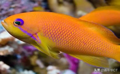 觀賞魚(yú)價(jià)格排名榜（觀賞魚(yú)的世界紀(jì)錄） 麥肯斯銀版魚(yú) 第3張