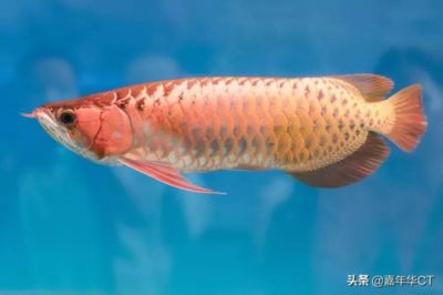 觀賞魚(yú)價(jià)格排名榜（觀賞魚(yú)的世界紀(jì)錄） 麥肯斯銀版魚(yú) 第4張