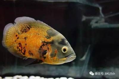 地圖魚的飼養(yǎng)方法