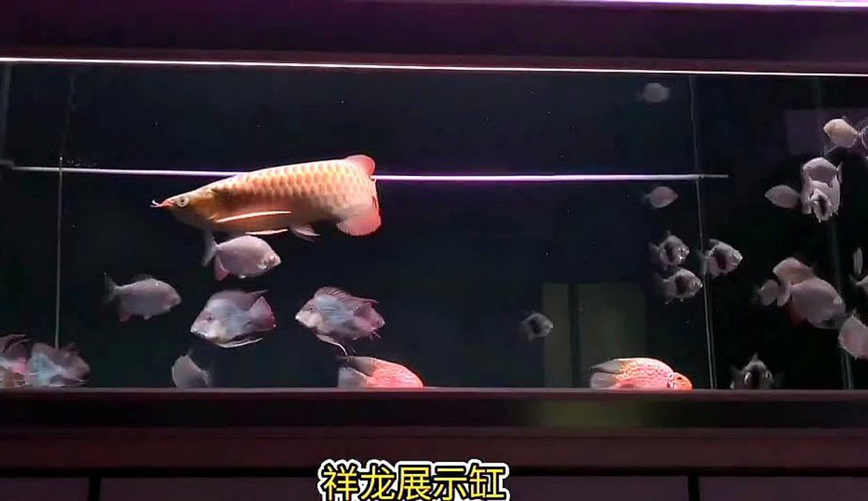 白子銀版魚（紅眼白子銀板魚的養(yǎng)殖技巧） 祥龍藍珀金龍魚 第2張