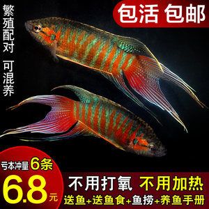 觀賞魚什么魚最好養(yǎng)不打氧不加溫可以混養(yǎng)（如何選擇觀賞魚？） 肺魚 第4張