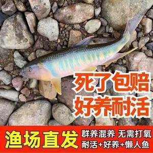 觀賞魚什么魚最好養(yǎng)不打氧不加溫可以混養(yǎng)（如何選擇觀賞魚？） 肺魚 第1張