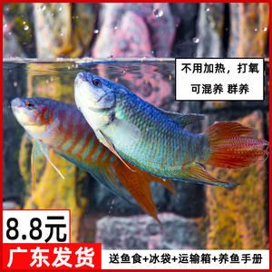 觀賞魚什么魚最好養(yǎng)不打氧不加溫可以混養(yǎng)（如何選擇觀賞魚？） 肺魚 第3張