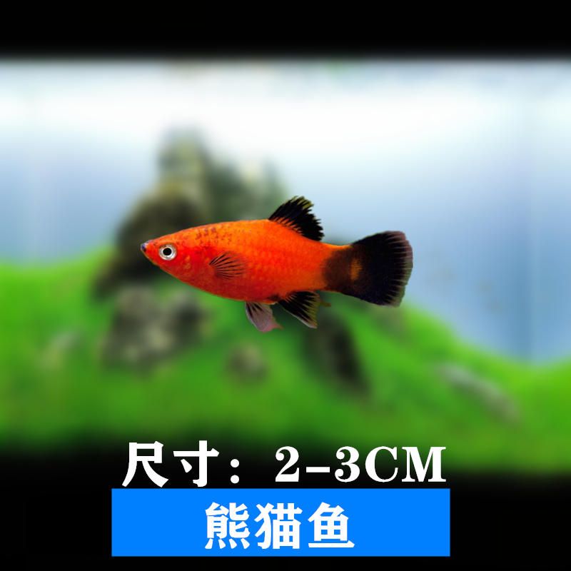 好養(yǎng)的淡水小型觀賞魚（麗麗魚怎么養(yǎng)？） 紅眼黃化幽靈火箭魚|皇家火箭魚 第3張