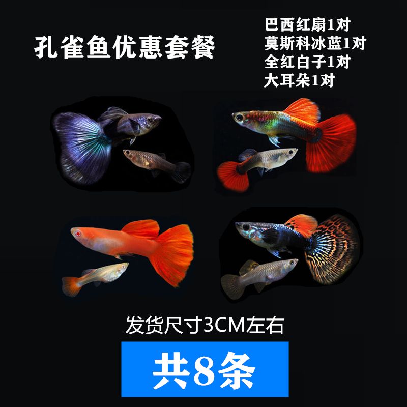 好養(yǎng)的淡水小型觀賞魚（麗麗魚怎么養(yǎng)？） 紅眼黃化幽靈火箭魚|皇家火箭魚 第4張