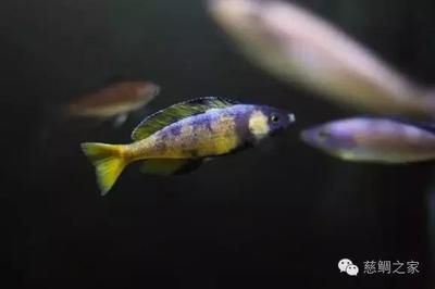 觀賞魚生小魚（觀賞魚的繁殖方式）