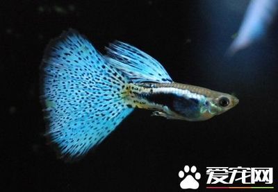 觀賞魚腸炎怎么治療（關(guān)于觀賞魚腸炎的一些治療方法） 噴點(diǎn)菠蘿魚 第2張