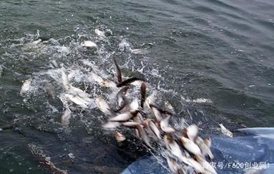 觀賞魚市場前景如何（全球觀賞魚市場的全球趨勢） 泰國虎魚（泰虎） 第4張