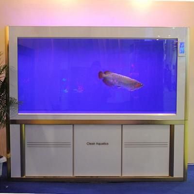 觀賞魚(yú)店加盟哪家好一點(diǎn)（如何選擇觀賞魚(yú)加盟品牌） 魟魚(yú)相關(guān) 第2張